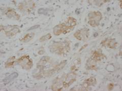 Anti-Lamin A + C/LMNA Antibody