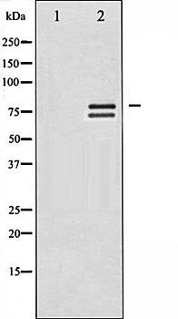 Lamin A/C antibody