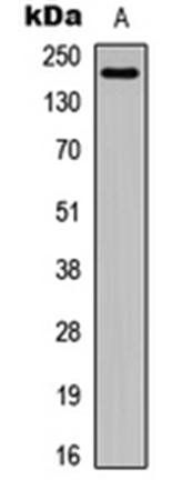 Laminin alpha 4 antibody