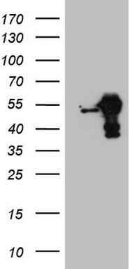 Laminin alpha 4 (LAMA4) antibody