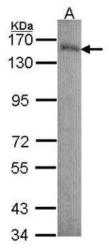 Laminin beta-3 antibody
