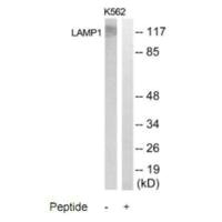 LAMP1 Antibody
