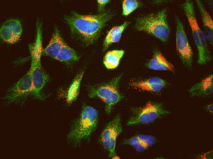 Anti-LAMP1 Antibody