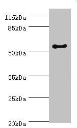 LAMP2 antibody