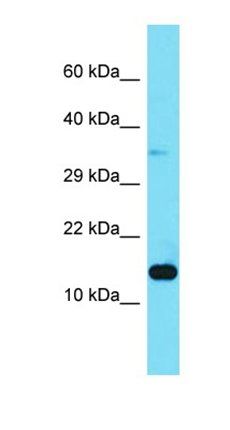 LAMTOR3 antibody