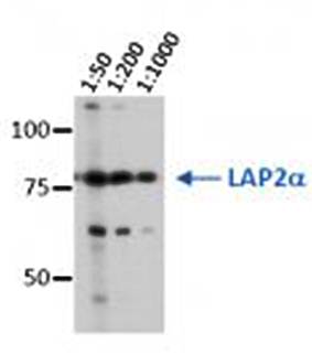 LAP2 alpha antibody