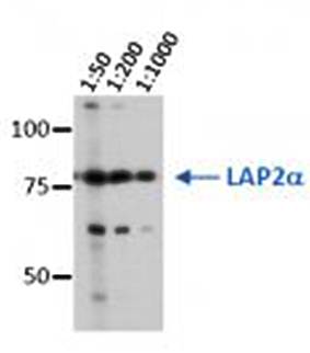 LAP2 alpha Monoclonal Antibody [3A3]