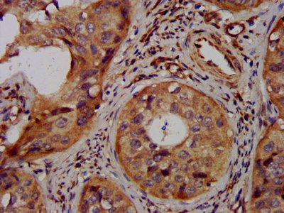 LAPTM4A Antibody