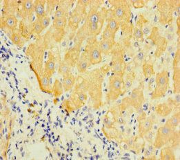 LAPTM5 Antibody