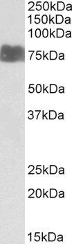 LARGE antibody