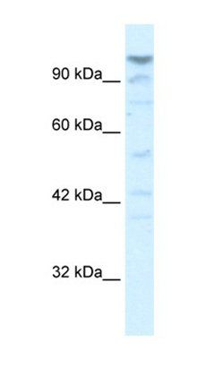 LARP1 antibody