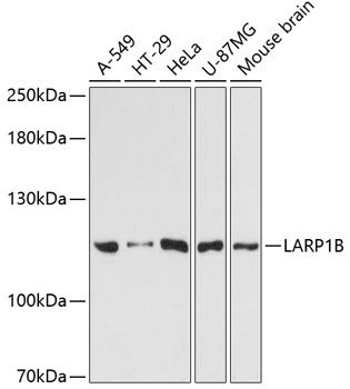 LARP1B antibody