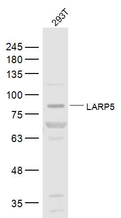 LARP4B antibody