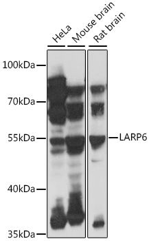 LARP6 antibody