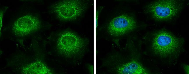LARS2 antibody [N2C1], Internal