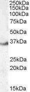 Goat anti-LASP1 (internal region) Antibody