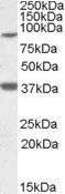 Goat anti-LASS1 Antibody