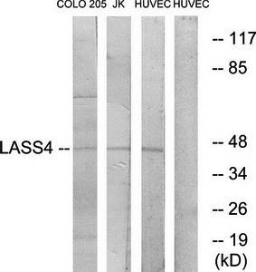 LASS4 antibody