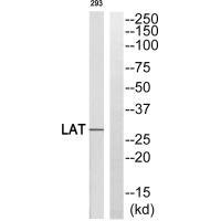 LAT (Ab-255) antibody