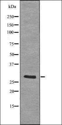LAT (Phospho-Tyr255) antibody
