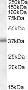 Goat anti-LAT1 Antibody