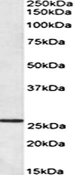 Goat anti-LAT2 Antibody