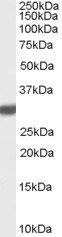 Goat anti-Latexin Antibody