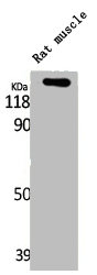 LATS1/LATS2 Antibody