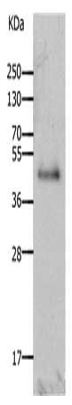 LAYN antibody