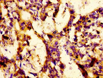 LBP Antibody