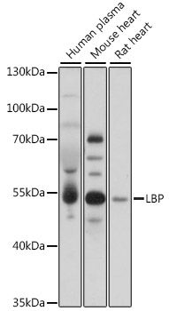 LBP antibody