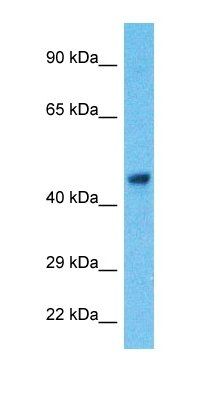 LC7L2 antibody