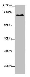LCA5 Antibody