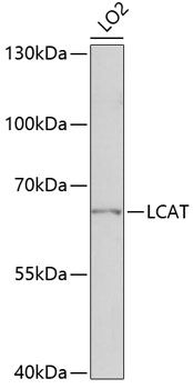 LCAT antibody