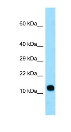 LCE3C antibody