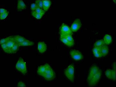 LCE3C Antibody