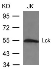 LCK (Ab-394) antibody