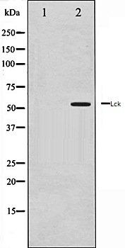 Lck antibody