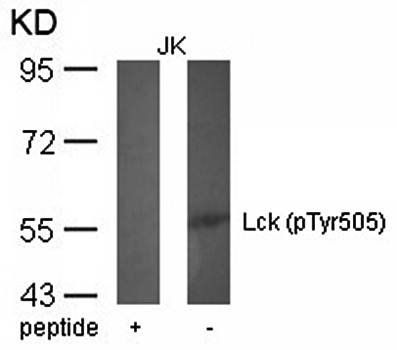 Lck (phospho-Tyr505) Antibody