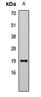 LCN1 antibody