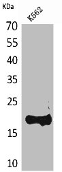 LCN1 Antibody