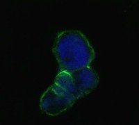 LCN1 Antibody