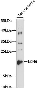 LCN6 antibody