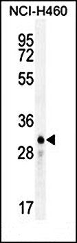LCN9 antibody