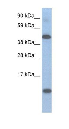Lcor antibody