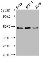 LCOR Antibody