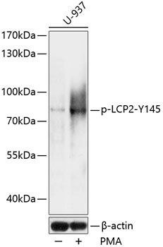 LCP2 (Phospho-Y145) antibody