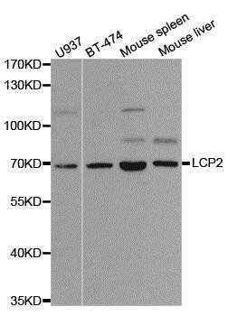 LCP2 antibody