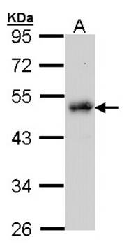 LDB1 antibody