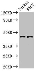 LDB1 antibody